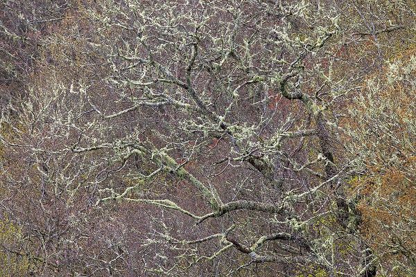 Jones, Adam 아티스트의 Lichen covered trees at high elevation-Great Smoky Mountains National Park-North Carolina작품입니다.